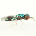 Closterocerus cinctipennis - photo 2