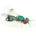 Closterocerus cinctipennis - photo 3