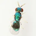 Closterocerus cinctipennis - photo 4