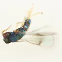 Closterocerus cinctipennis - photo 5