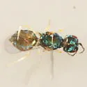 Closterocerus damastes