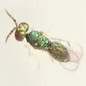Closterocerus damastes - photo 2