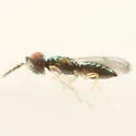 Closterocerus damastes - photo 3