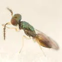 Closterocerus damastes - photo 4