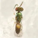 Closterocerus damastes - photo 5