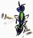 Closterocerus tau