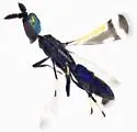 Closterocerus tau - photo 2