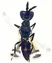 Closterocerus tau - photo 3
