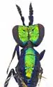 Closterocerus tau - photo 4