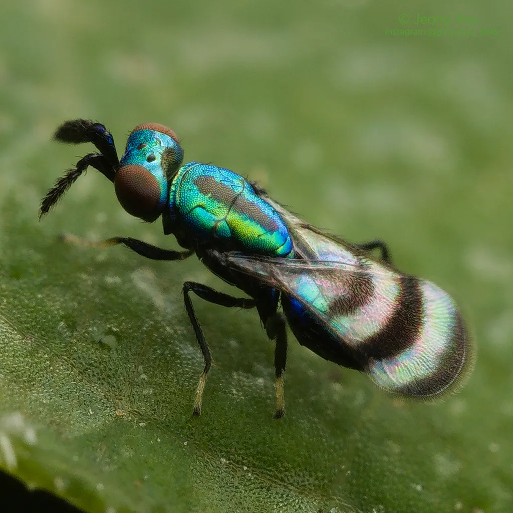 Closterocerus trifasciatus - photo 3