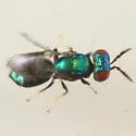 Closterocerus utahensis