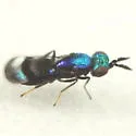 Closterocerus utahensis - photo 2