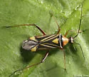 Closterocoris amoenus