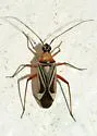 Closterocoris amoenus - photo 2