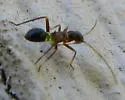 Closterocoris amoenus - photo 3