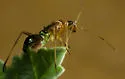 Closterocoris amoenus - photo 4