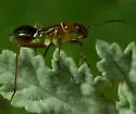 Closterocoris amoenus - photo 5