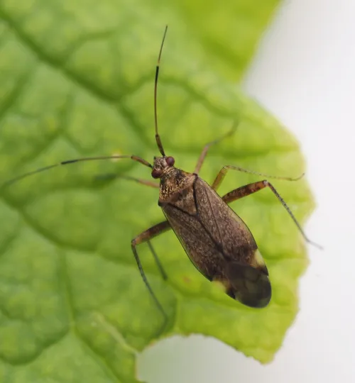 Closterotomus fulvomaculatus