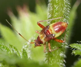 Closterotomus fulvomaculatus - photo 2