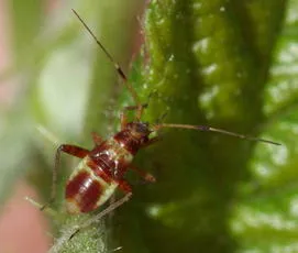 Closterotomus fulvomaculatus - photo 3