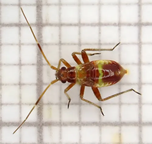 Closterotomus fulvomaculatus - photo 4
