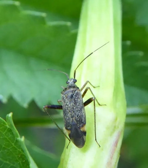 Closterotomus fulvomaculatus - photo 6