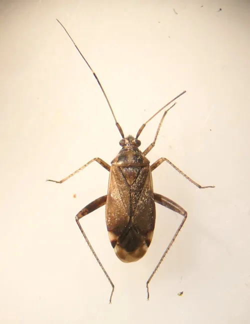 Closterotomus fulvomaculatus - photo 7