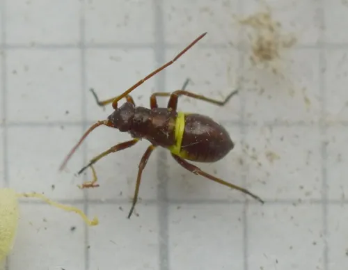 Closterotomus fulvomaculatus - photo 8