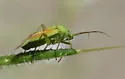 Potato Bug
