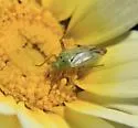 Potato Bug - photo 2