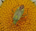 Potato Bug - photo 3