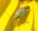 Potato Bug - photo 4