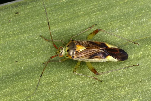 Closterotomus trivialis