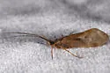 Clostoeca disjuncta