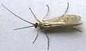 Clostoeca disjuncta - photo 2