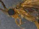 Clostoeca disjuncta - photo 3
