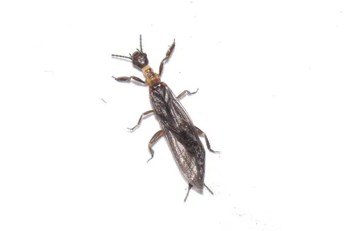 Clothodidae - Clothodidae