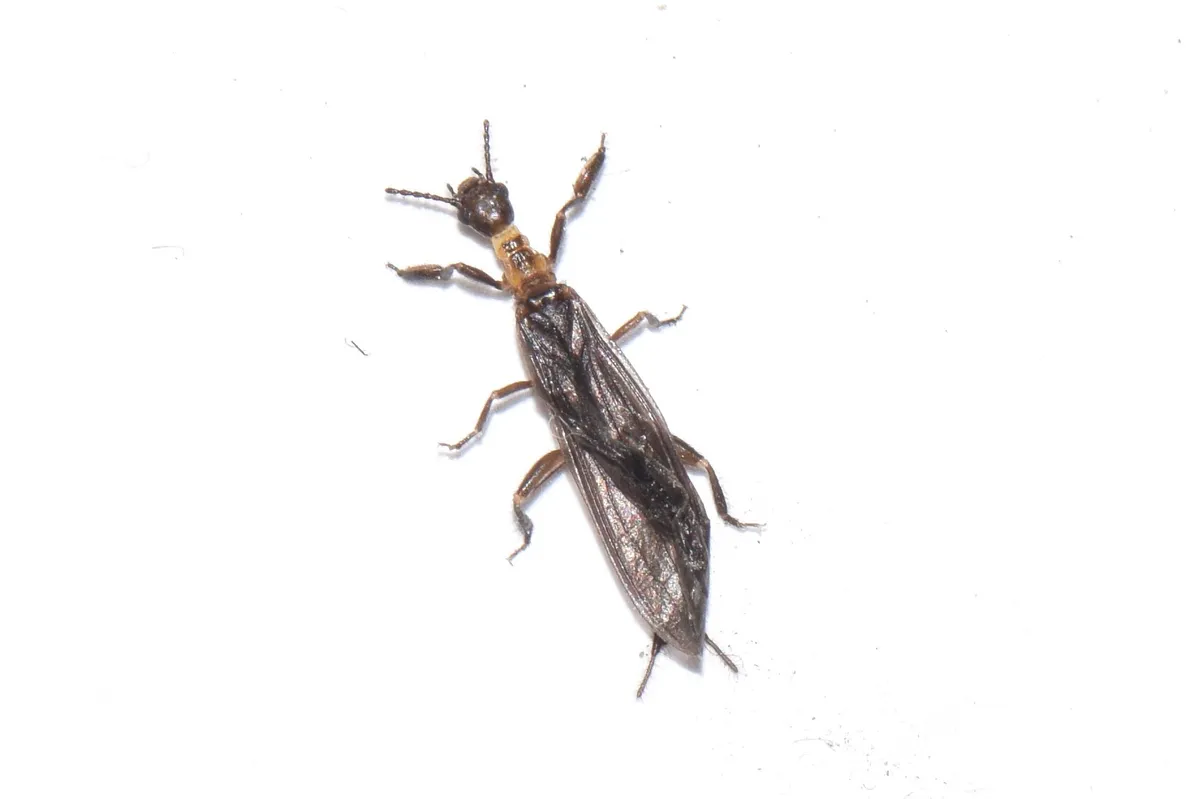 Clothodidae - photo 3