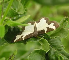 Clouded Border - photo 5