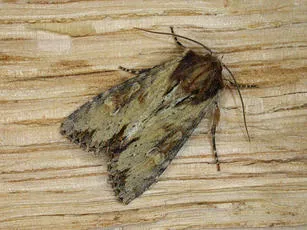 Clouded-bordered Brindle - Apamea crenata