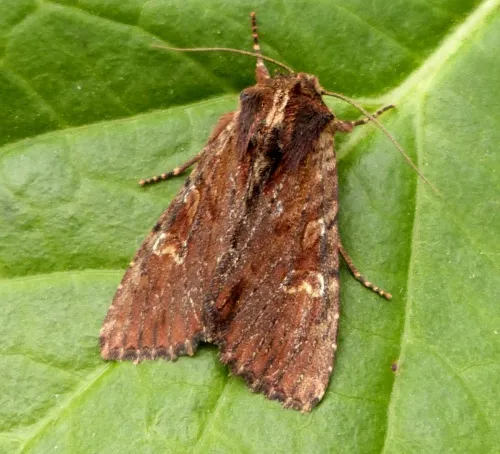 Clouded-bordered Brindle - photo 2
