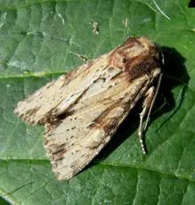 Clouded-bordered Brindle - photo 3