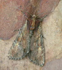Clouded-bordered Brindle - photo 4