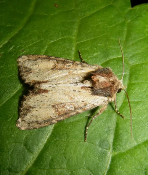 Clouded-bordered Brindle - photo 5