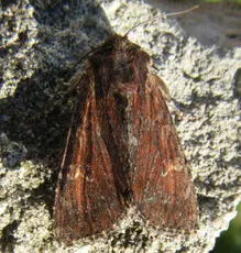 Clouded-bordered Brindle - photo 6