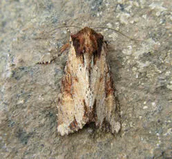 Clouded-bordered Brindle - photo 7