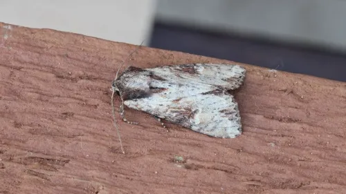 Clouded-bordered Brindle - photo 8