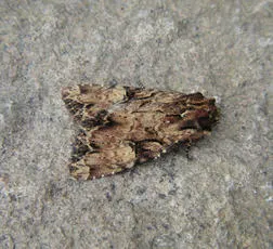 Clouded Brindle - photo 2