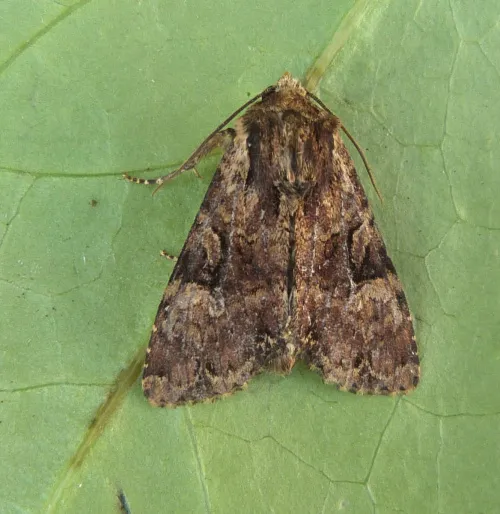 Clouded Brindle - photo 3
