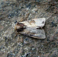 Clouded Brindle - photo 5